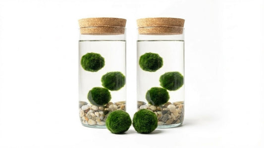 Marimo ball Glass aquarium
