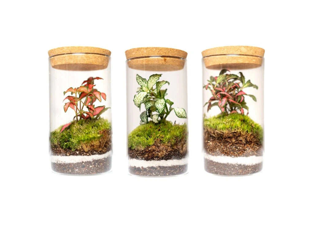 Sammalerarium-kristalli 