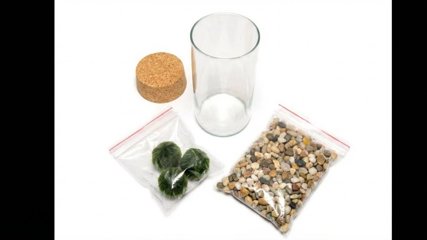 Marimo-pallolasiakvaario 